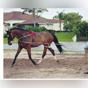 Used Horse Pessoa Lunging System